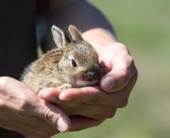 うさぎ　アレルギー